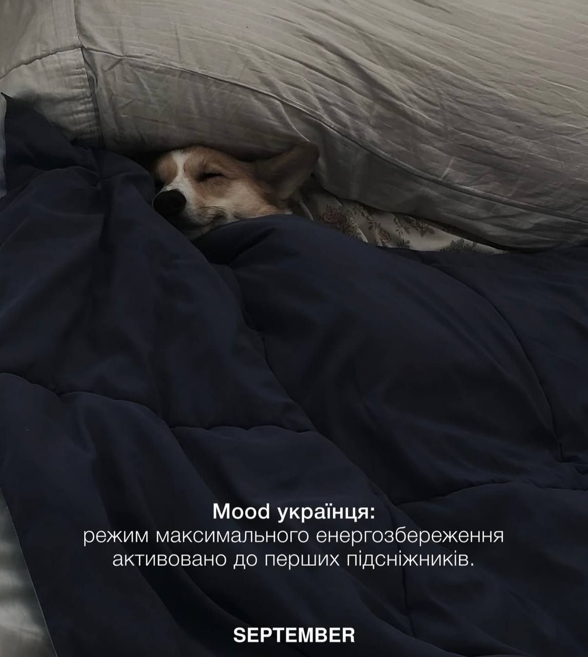 Холод, зима і меми - фото 822643