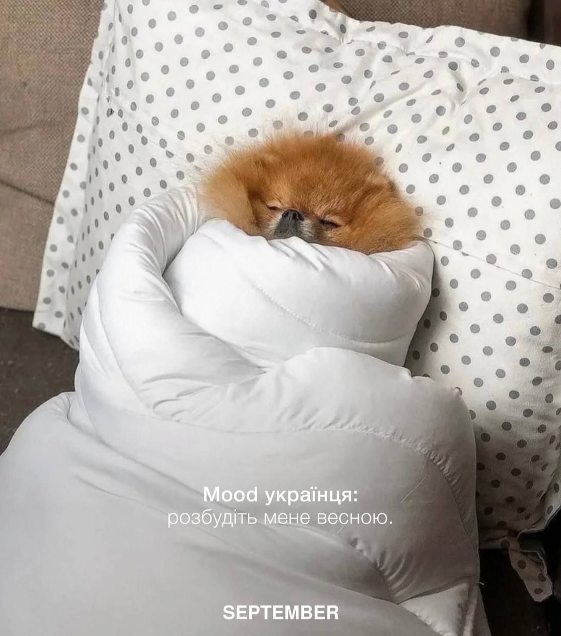 Меми та блекаут - фото 822647