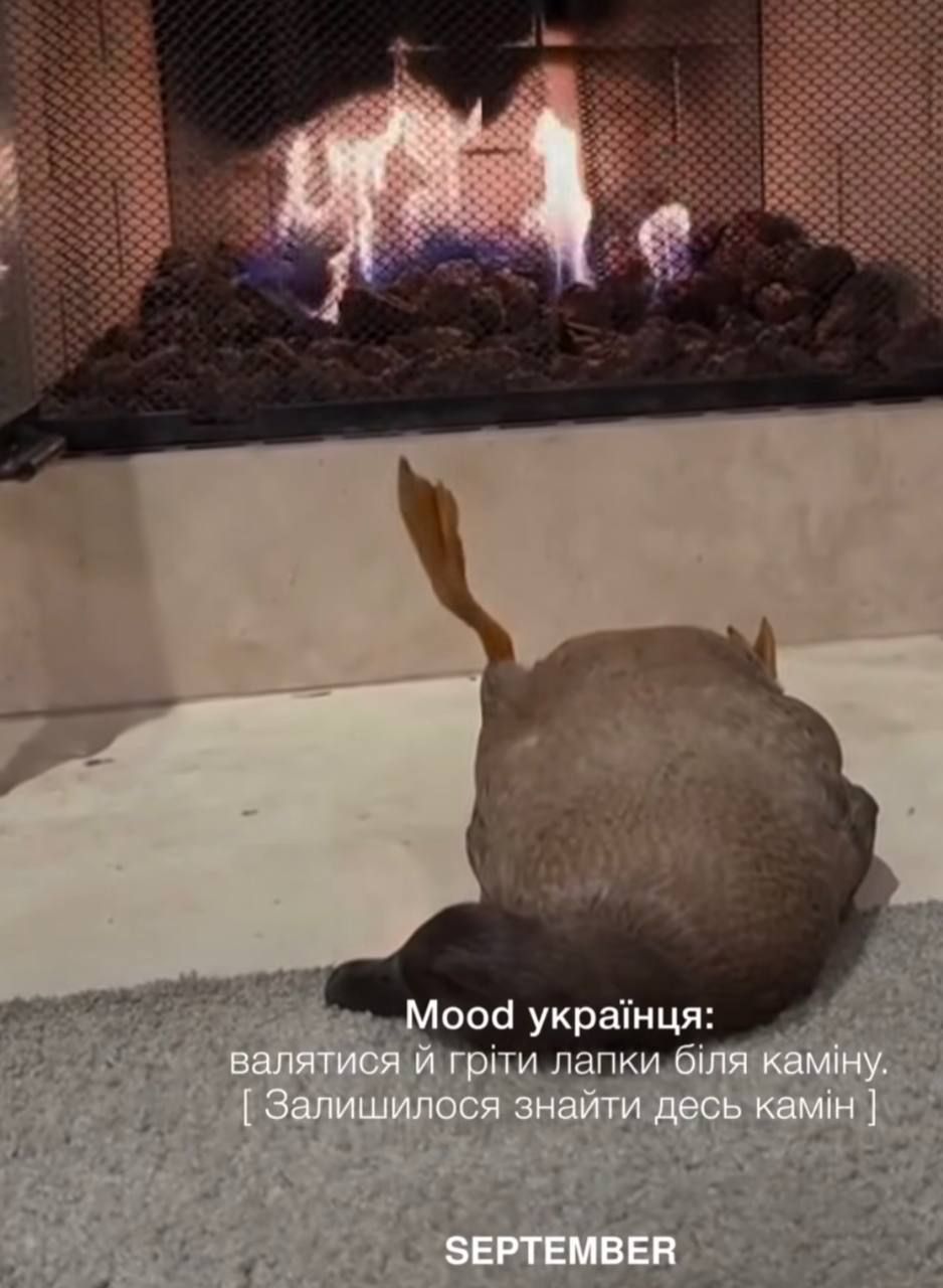 Меми про тварин - фото 822650