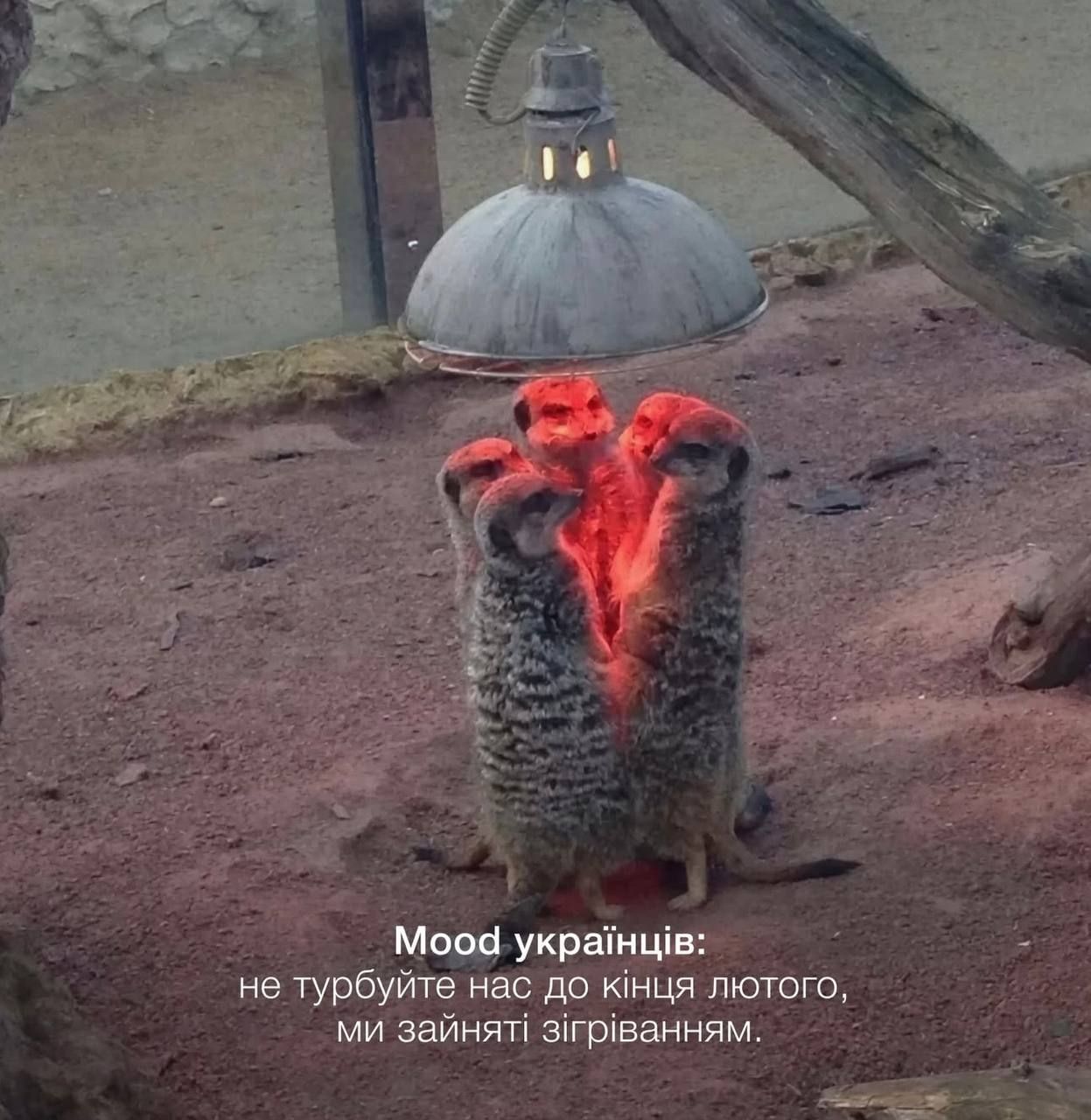 Смішні тваринки та приколи - фото 822651