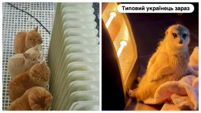 Эпичные и правдивые мемы об отсутствии тепла: когда даже домашние любимцы в шоке