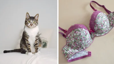 Улюблене заняття цієї киці - красти бюстгальтери у своєї господині