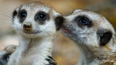 Твій екс стане кормом: польський зоопарк запустив оригінальну валентинівську акцію