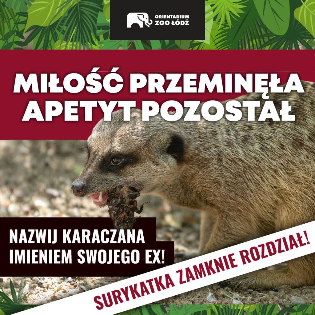 Незвичайна акція зоопарку у Лодзі до Дня Валентина - 824368 Незвичайна акція зоопарку у Лодзі до Дня Валентина - фото 824368
