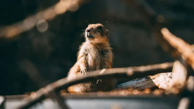 Бабак Тимко дав щорічний прогноз щодо весни в Україні