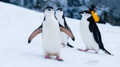 Музыкант сыграл песню для пингвинов - реакция одного из них просто разбивает сердце