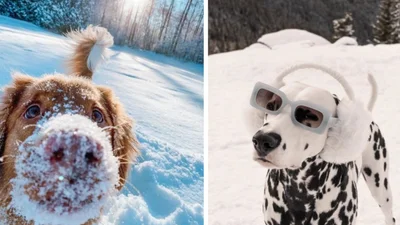 Кумедні песики, які отримують задоволення від снігу більше, аніж ти протягом усієї зими
