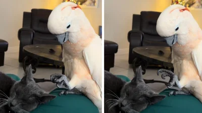 Какаду робить масаж сонному коту - найкраще, що ти сьогодні побачиш у своїй стрічці