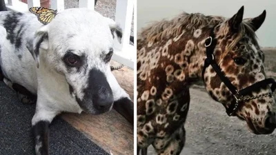 Тварини з вітиліго - унікальні та рідкісні плямистики, яких змінила сама природа