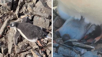 Український полярник показав неймовірні кадри із життя пінгвінів в Антарктиці