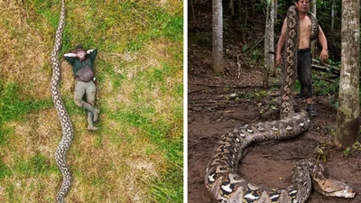 Вигляд не для боягузів: це найдовша у світі змія