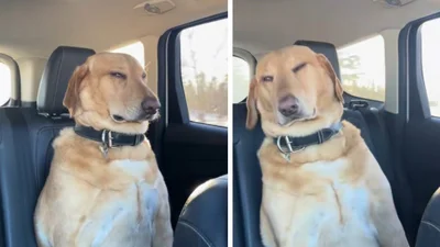 Песик бореться зі сном у машині, але програє - відео дня, з якого ти будеш хіхікати