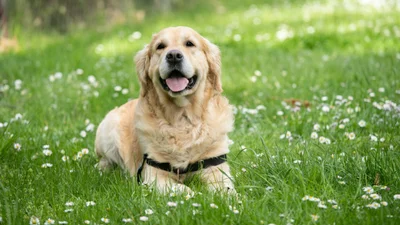 Фінансист на чотирьох лапах: відео з песиком, який вкрав та з'їв гроші, підірвало TikTok