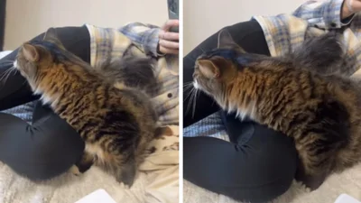 Кіт з надзвичайно довгою шиєю приголомшив глядачів - вони думали, що це ШІ