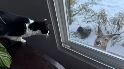 Женщина заметила, как ее кошка смотрит в окно, и выяснила, что та нашла неожиданного друга