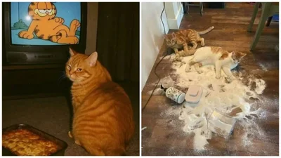 Смешные коты, у которых все пошло не по плану, но они делают вид, что так и должно было быть – фото из жизни