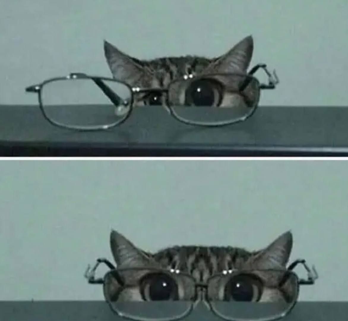 Смешные коты, у которых все пошло не по плану, но они делают вид, что так и должно было быть – фото из жизни - 828909 Смешные коты, у которых все пошло не по плану, но они делают вид, что так и должно было быть – фото из жизни - фото 828909