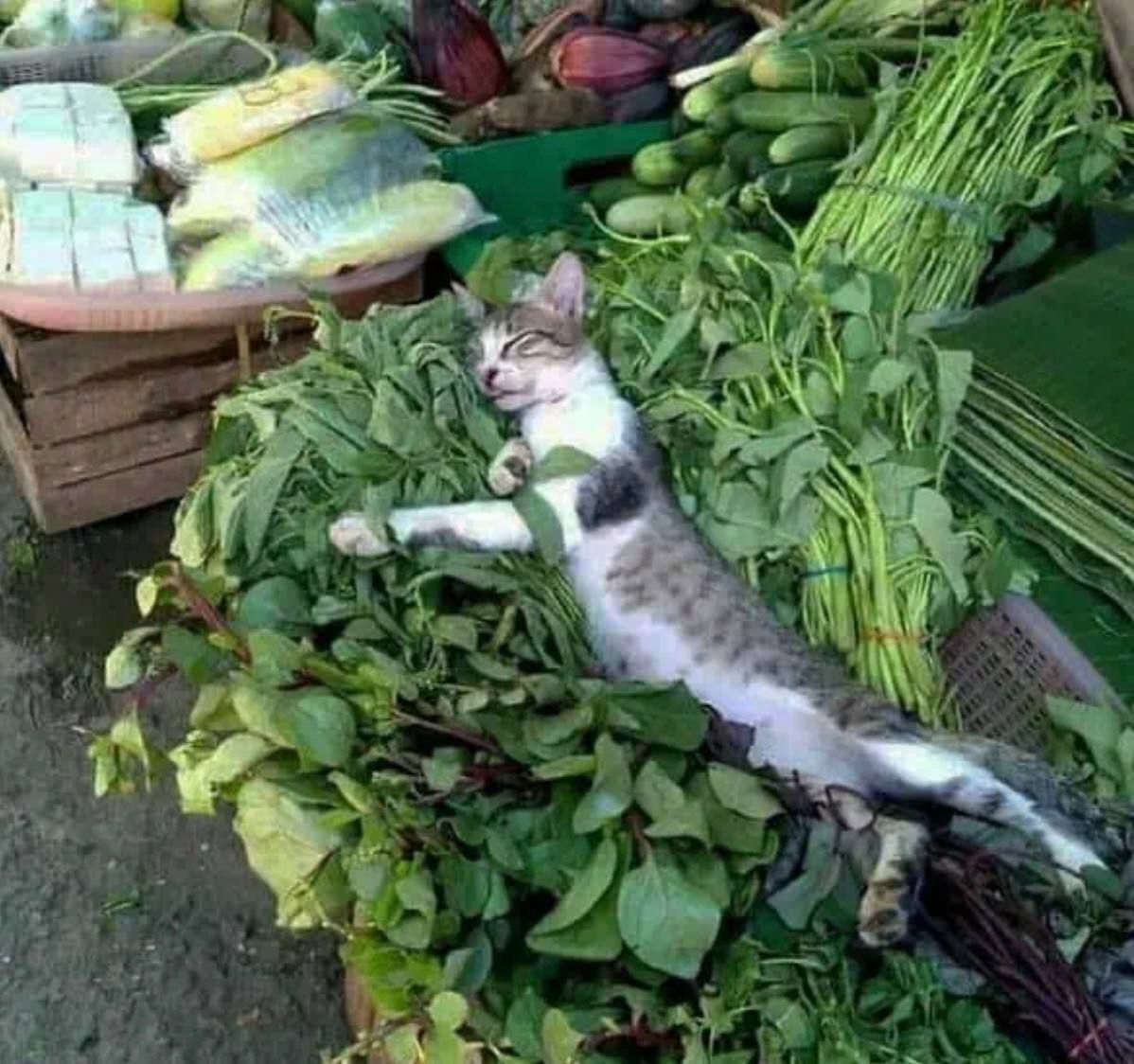 Смешные коты, у которых все пошло не по плану, но они делают вид, что так и должно было быть – фото из жизни - 828910 Смешные коты, у которых все пошло не по плану, но они делают вид, что так и должно было быть – фото из жизни - фото 828910