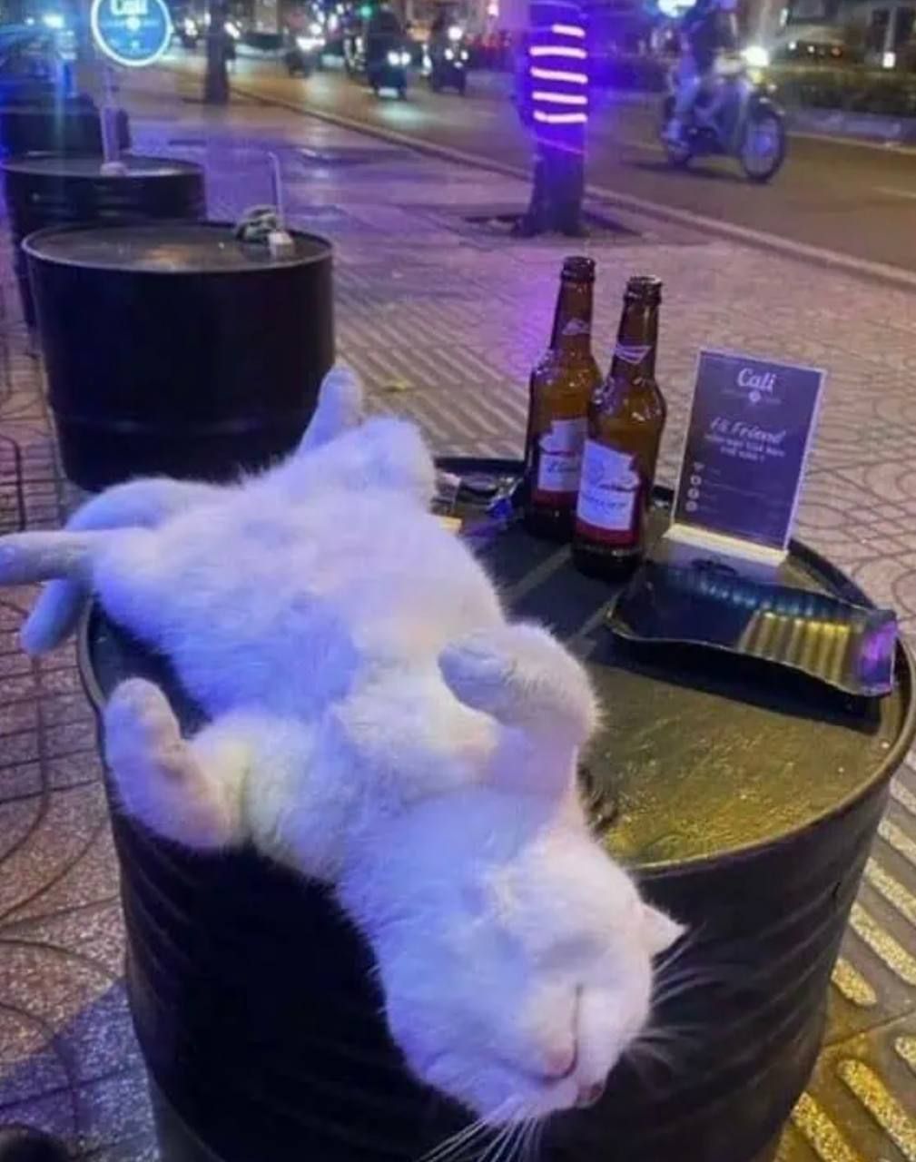 Смешные коты, у которых все пошло не по плану, но они делают вид, что так и должно было быть – фото из жизни - 828913 Смешные коты, у которых все пошло не по плану, но они делают вид, что так и должно было быть – фото из жизни - фото 828913