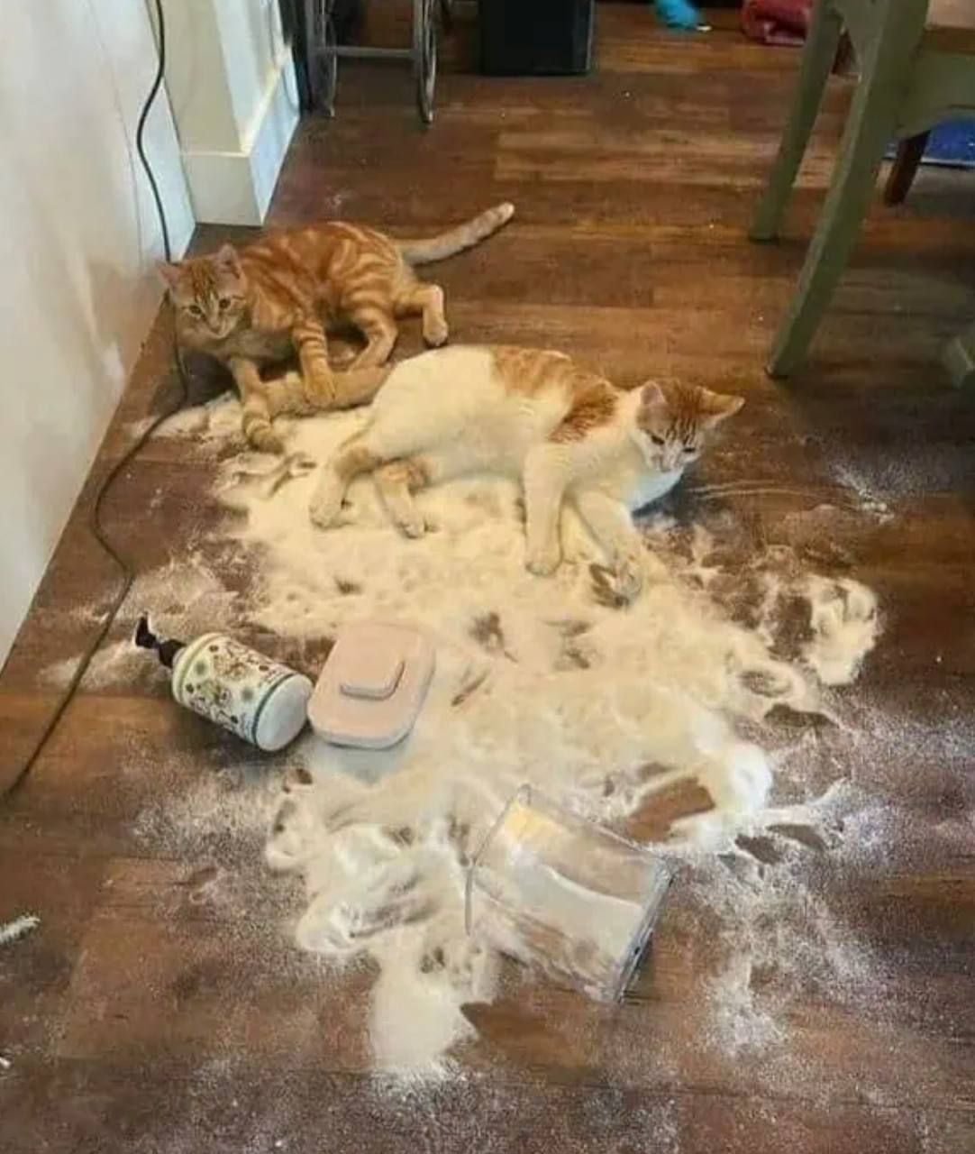 Смешные коты, у которых все пошло не по плану, но они делают вид, что так и должно было быть – фото из жизни - 828914 Смешные коты, у которых все пошло не по плану, но они делают вид, что так и должно было быть – фото из жизни - фото 828914