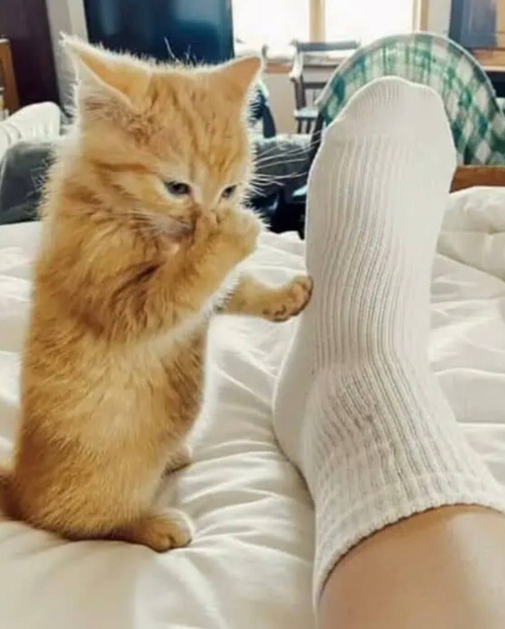 Смешные коты, у которых все пошло не по плану, но они делают вид, что так и должно было быть – фото из жизни - 828915 Смешные коты, у которых все пошло не по плану, но они делают вид, что так и должно было быть – фото из жизни - фото 828915