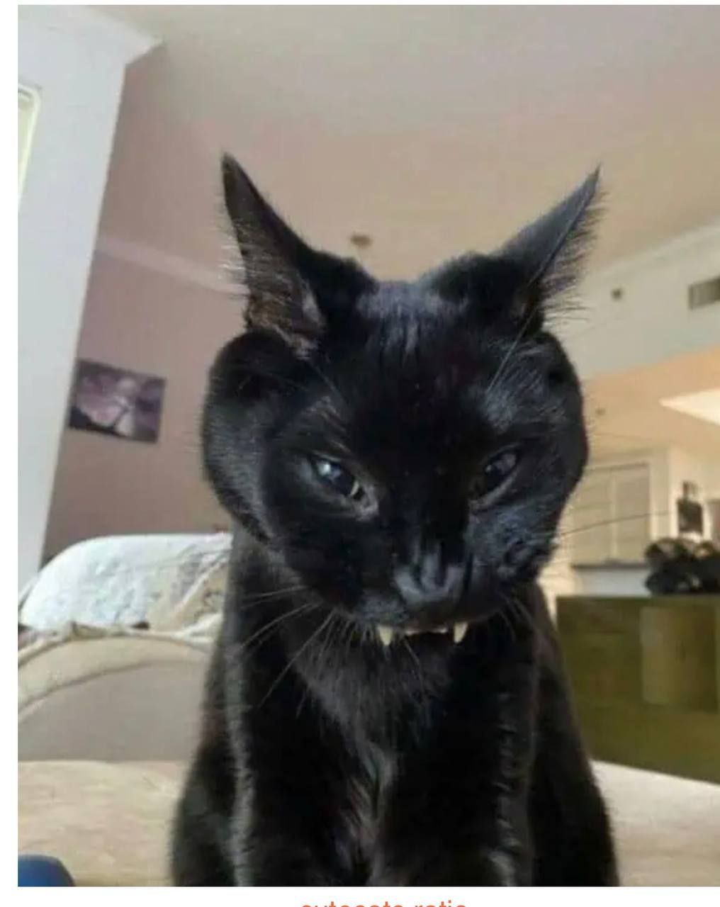 Смешные коты, у которых все пошло не по плану, но они делают вид, что так и должно было быть – фото из жизни - 828918 Смешные коты, у которых все пошло не по плану, но они делают вид, что так и должно было быть – фото из жизни - фото 828918