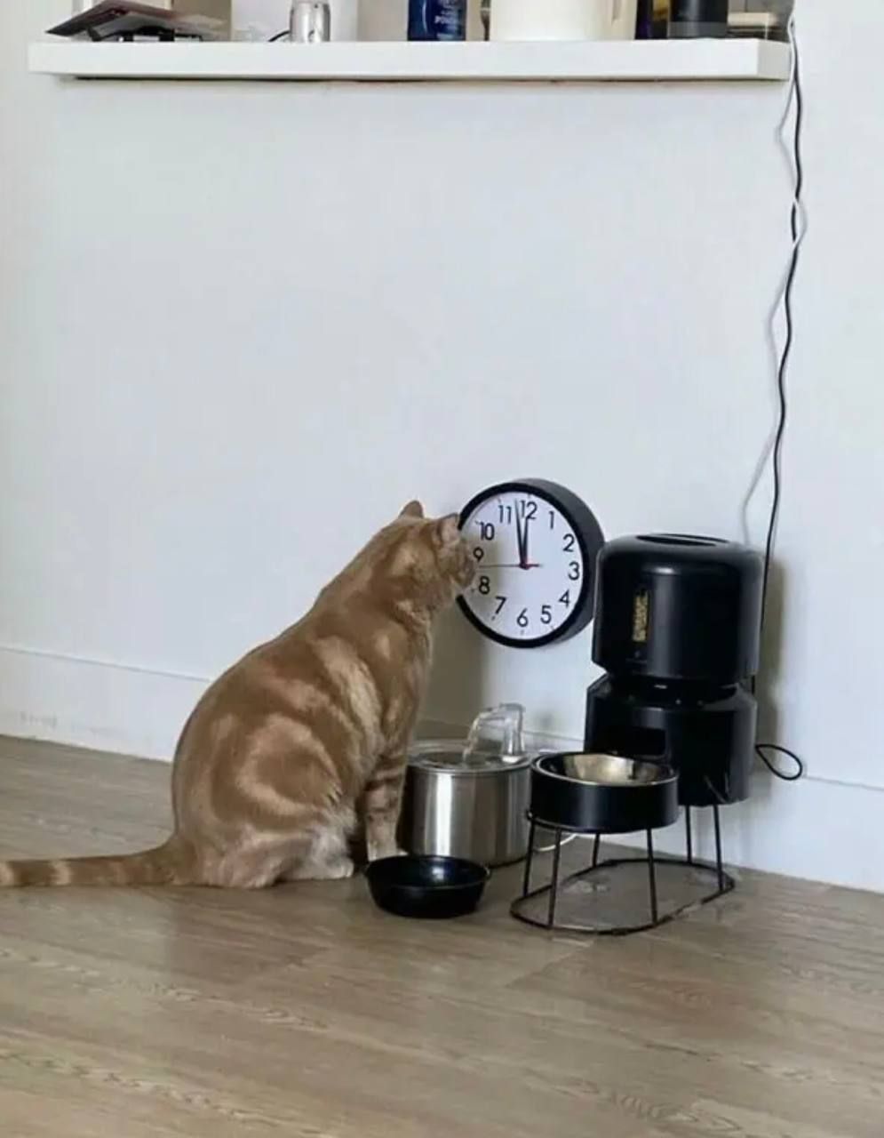 Смешные коты, у которых все пошло не по плану, но они делают вид, что так и должно было быть – фото из жизни - 828921 Смешные коты, у которых все пошло не по плану, но они делают вид, что так и должно было быть – фото из жизни - фото 828921