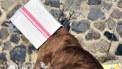 Львы играют с коробками в киевском зоопарке: ничего милее ты сегодня не увидишь