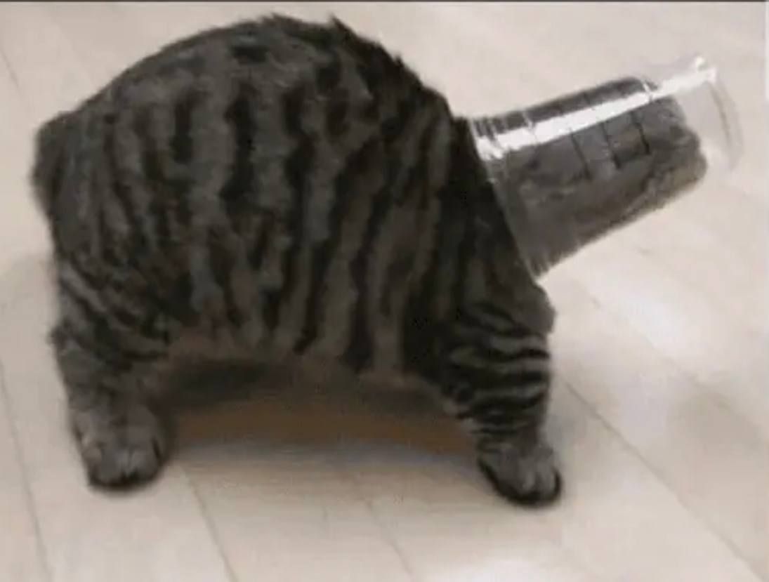 Смешные коты, занятые чисто кошачьими делами, к которым возникает очень много вопросов - 829609 Смешные коты, занятые чисто кошачьими делами, к которым возникает очень много вопросов - фото 829609