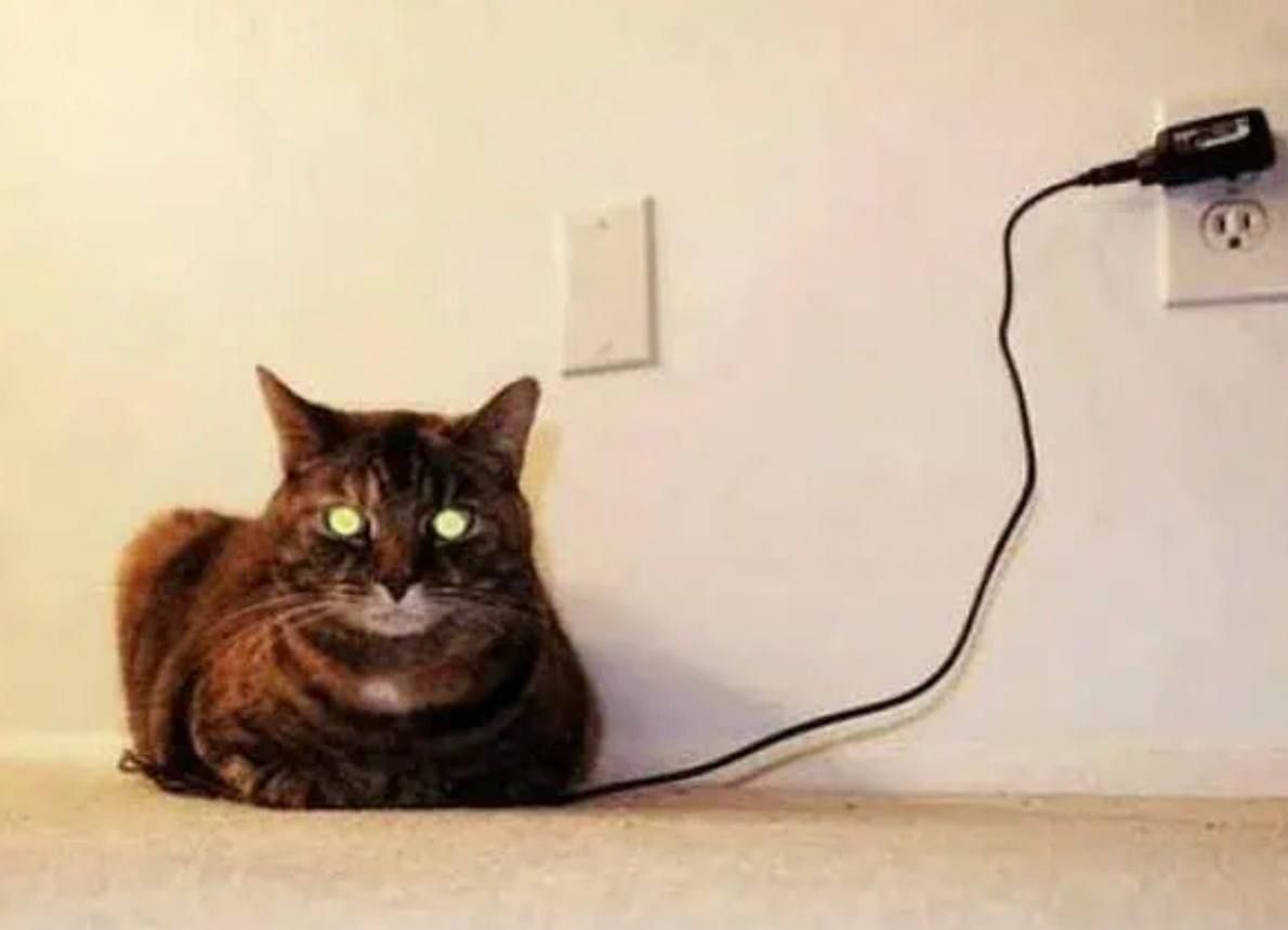 Смешные коты, занятые чисто кошачьими делами, к которым возникает очень много вопросов - 829610 Смешные коты, занятые чисто кошачьими делами, к которым возникает очень много вопросов - фото 829610