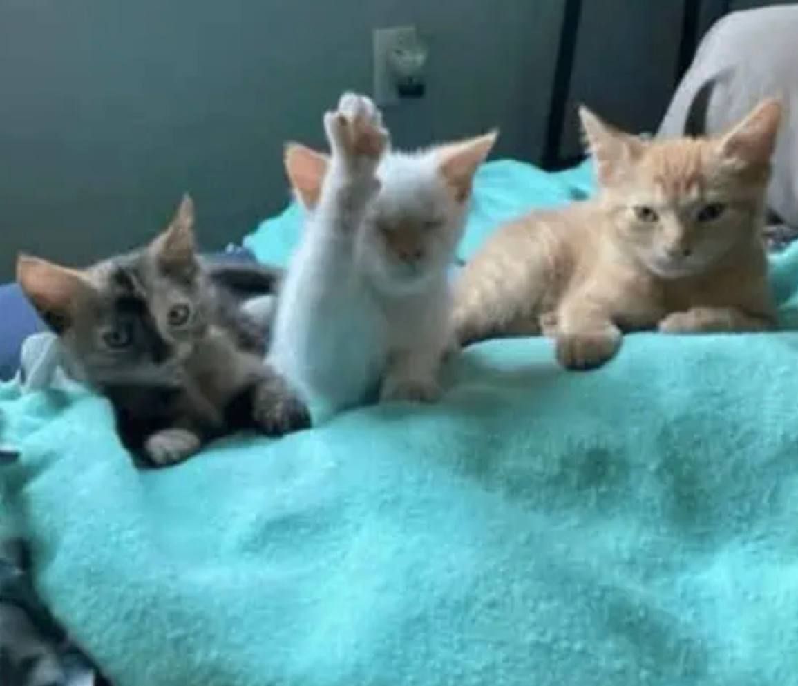 Смешные коты, занятые чисто кошачьими делами, к которым возникает очень много вопросов - 829625 Смешные коты, занятые чисто кошачьими делами, к которым возникает очень много вопросов - фото 829625