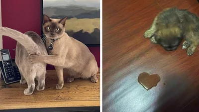 Кумедні випадковості: 16 фото для тих, хто хоче щиро поржати