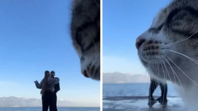 Пара хотіла зняти романтичне відео, але у кота, який проходив поруч, були інші плани