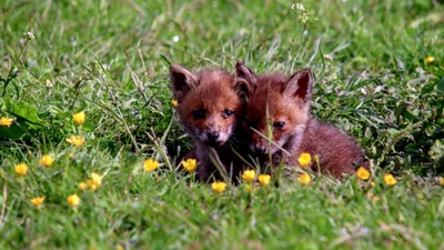 Мама-лисиця вперше у житті виводить крихітних лисенят з нори - відео на мільйон лайків