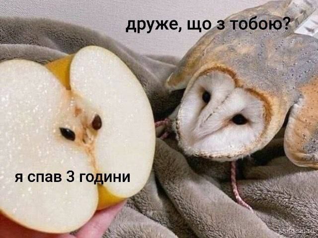 Мемы про сон, которого нам так не хватает - 830774 Мемы про сон, которого нам так не хватает - фото 830774