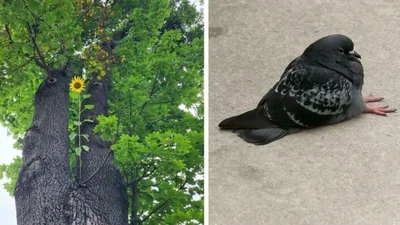 Случайные фото, которые кажутся слишком странными, чтобы быть реальными - и это не фейки