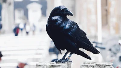 Ворона проти купки печива: відео, яке демонструє - здаватись ніколи не варто