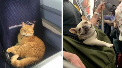 Несподівані пасажири: тварини, яких люди зустріли у громадському транспорті