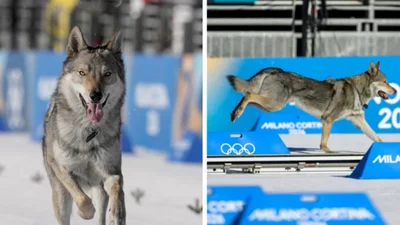 Пес вибіг на трасу Олімпіади-2026 і став зіркою мережі