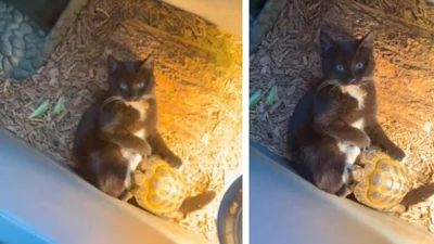 Зниклий кіт знайшовся у вольєрі з черепахою - відео, яке демонструє дуже цікаву дружбу