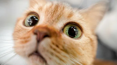 "Нікуди ти не підеш": кіт придумав свій власний спосіб не пусткати господаря на роботу