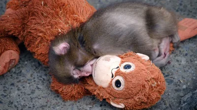 Мама покинула мале мавпеня, але воно знайшло розраду у м'якій іграшці - історія, яка розчулила мережу