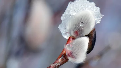 Найкращі привітання з останнім днем зими 2026: щирі побажання своїми словами та естетичні картинки