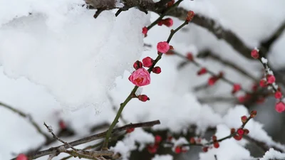 Трендові привітання з останнім днем зими 2026 та соковиті картинки