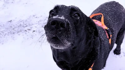 Ера виживання: меми про останній день зими, які зрозуміє кожен