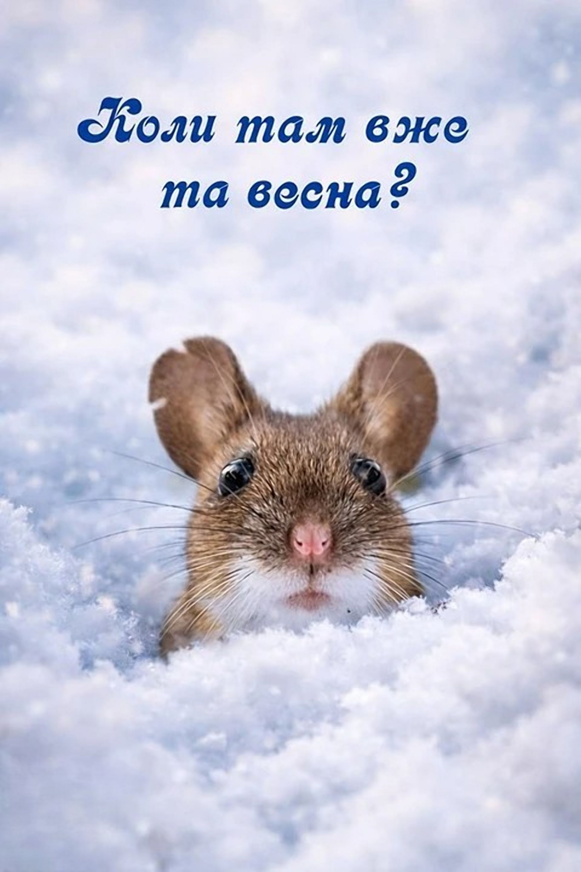 Эра выживания: мемы о последнем дне зимы, которые поймет каждый - 833049 Эра выживания: мемы о последнем дне зимы, которые поймет каждый - фото 833049