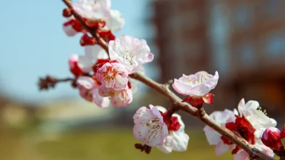 Натхненні картинки з першим днем весни 2026 та красиві привітання