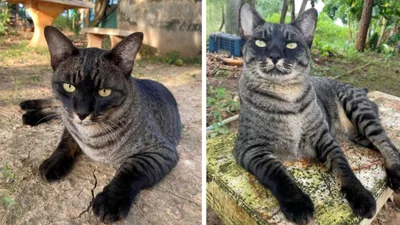 Загадковий красень: кіт з унікальним забарвленням спантеличив котячу спільноту