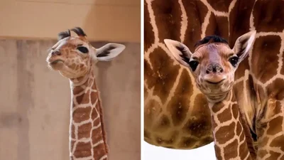 Новонароджене жирафеня зачарувало мережу своєю кумедною зачіскою