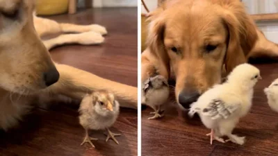 Песик зворушив мережу знайомством із курчатами - обережний, наче їх татусь